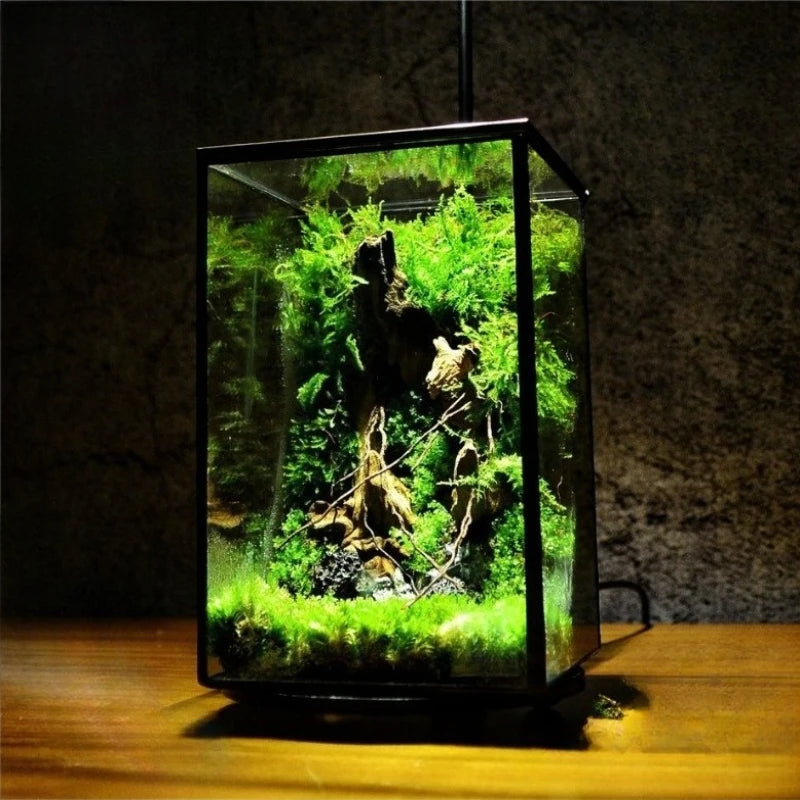 Miniature Rainforest Terrarium Trigonometric Polyhedron Glass